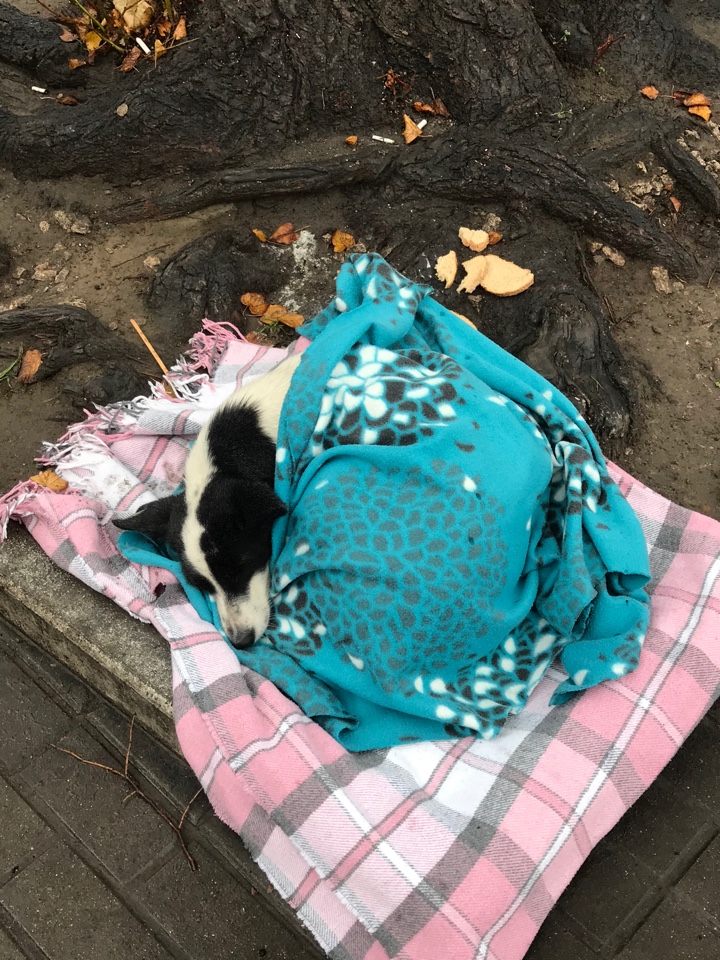 Să avem grijă de animale