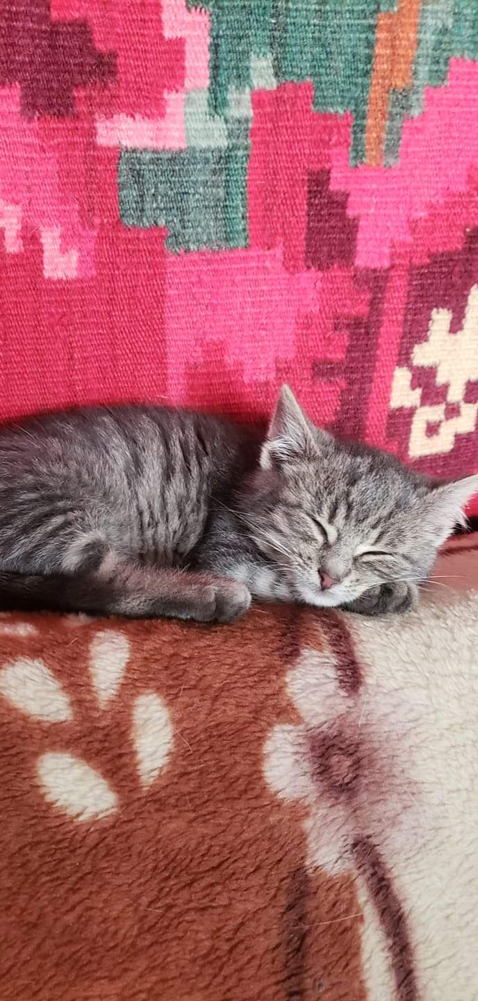 Oricine merita o a doua șansă 🐱❤️