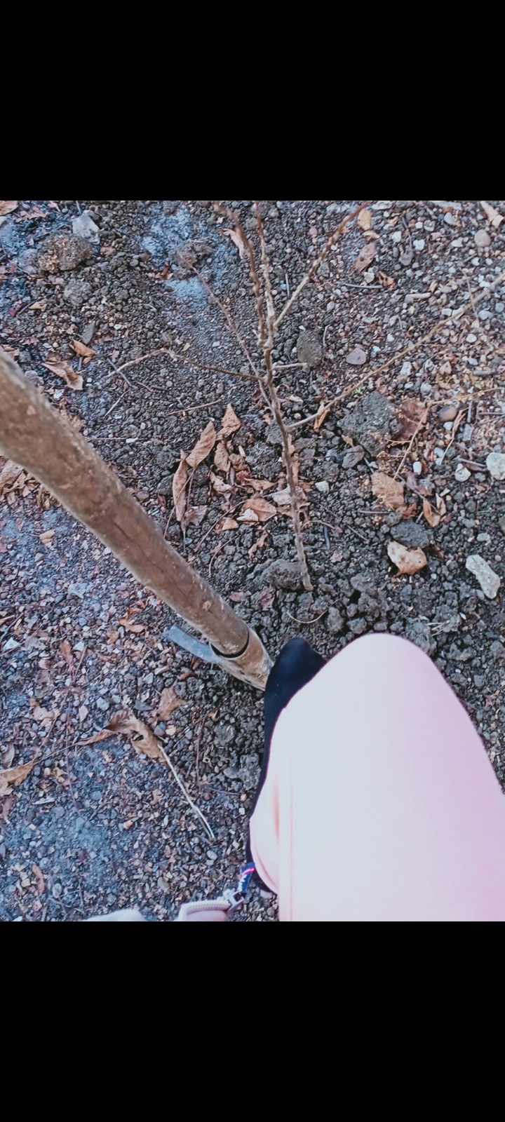 Planteaza un copac pentru sănătate 🌳🍃