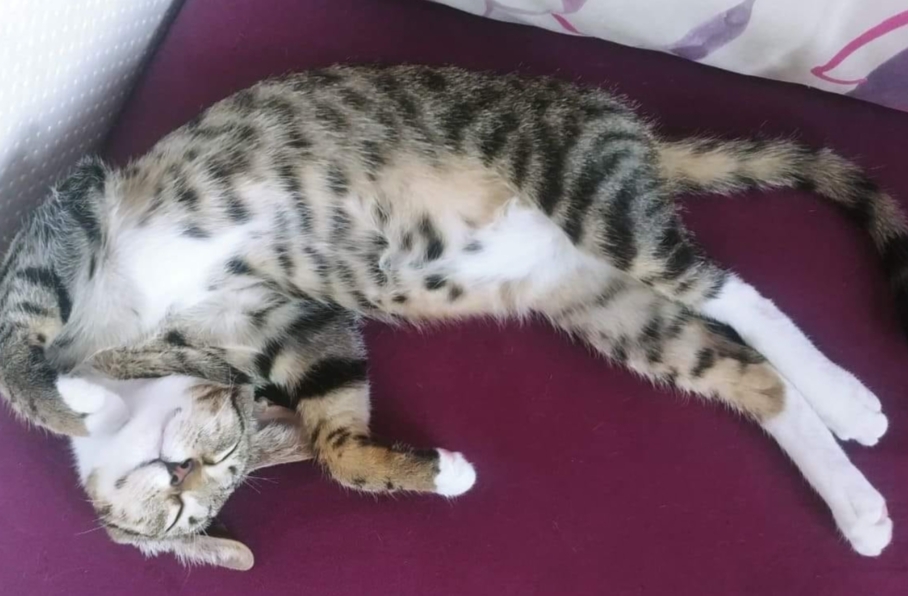 Adoptarea unei pisicuțe – [2]