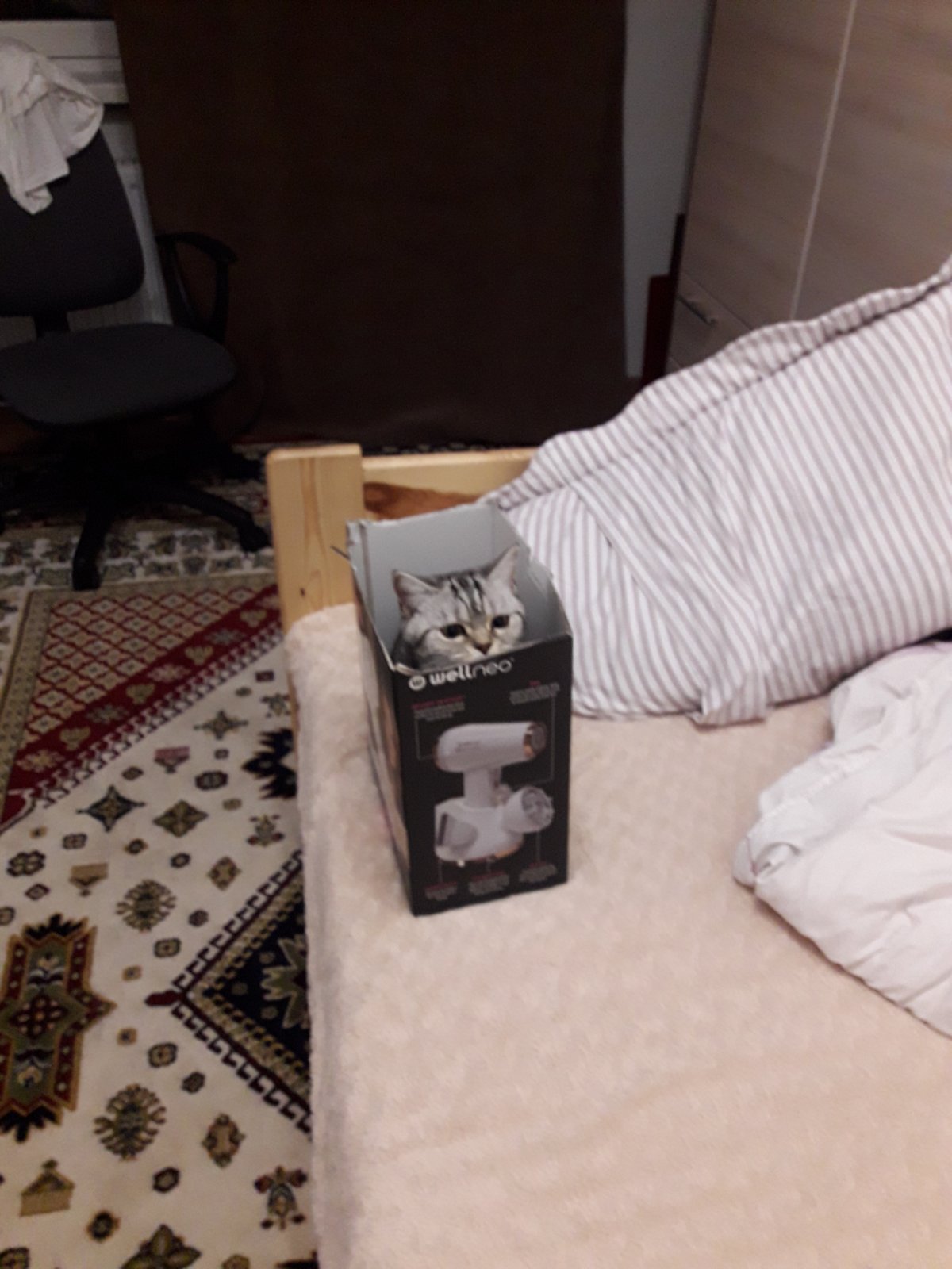 Am adoptat o pisică