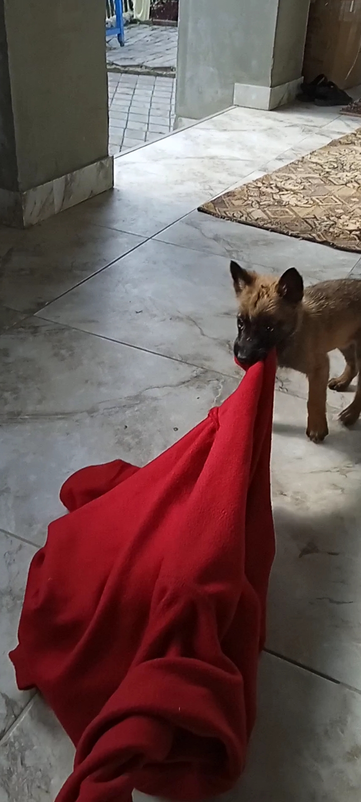 Am adoptat un câine