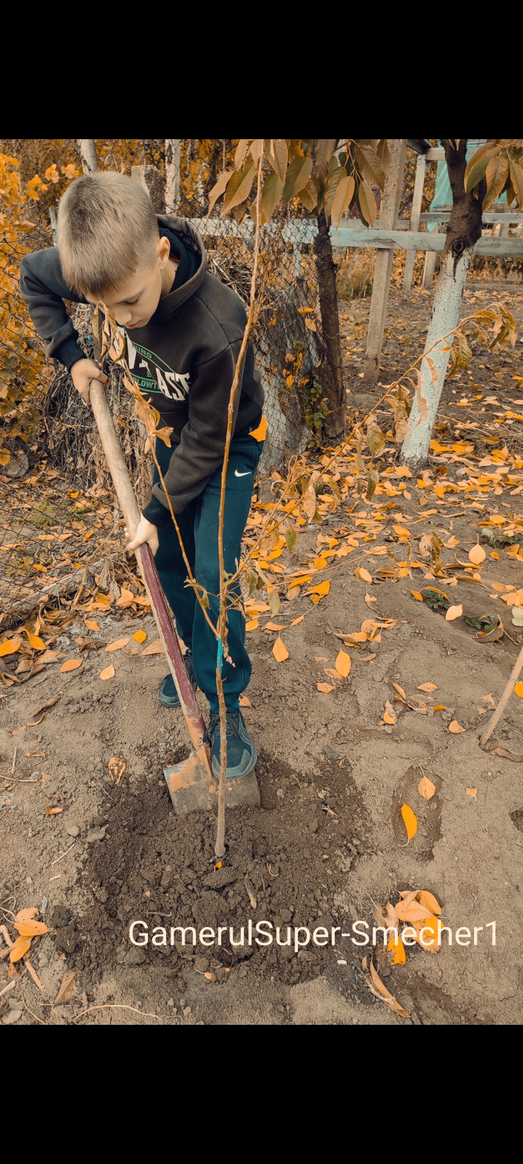 Am plantat cîţiva arbori fructiferi