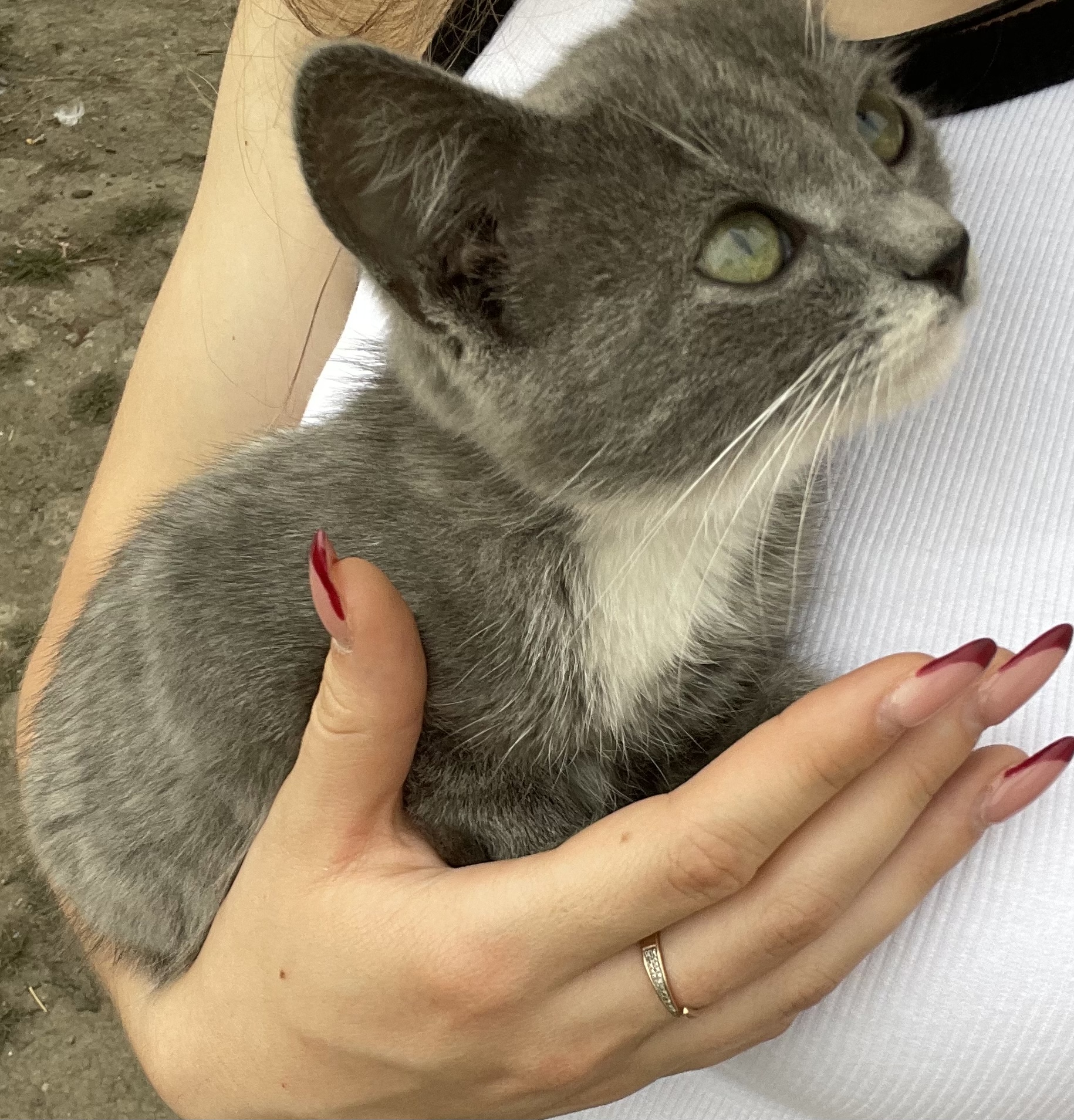 Adoptarea unei pisicuțe