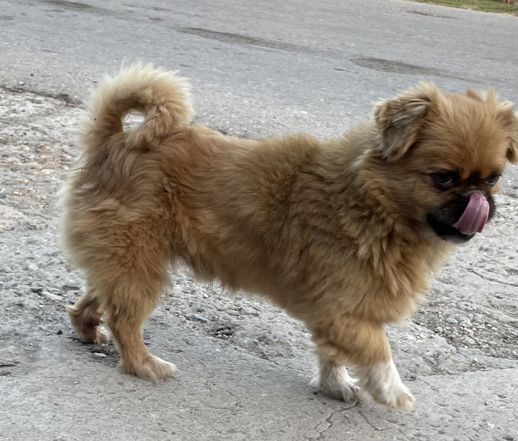 animalele merită atenție