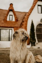 Soldățelul de plumb